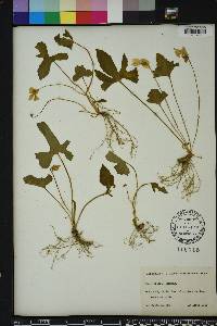 Viola palmata image