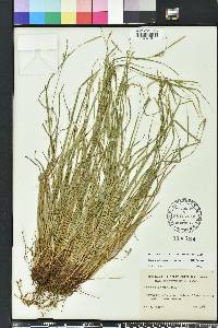 Carex oligocarpa image