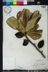 Genipa clusiifolia image