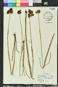 Juncus megacephalus image