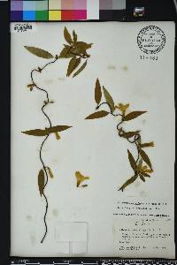 Gelsemium sempervirens image