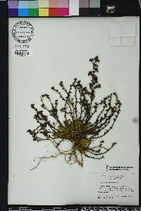 Polypremum procumbens image