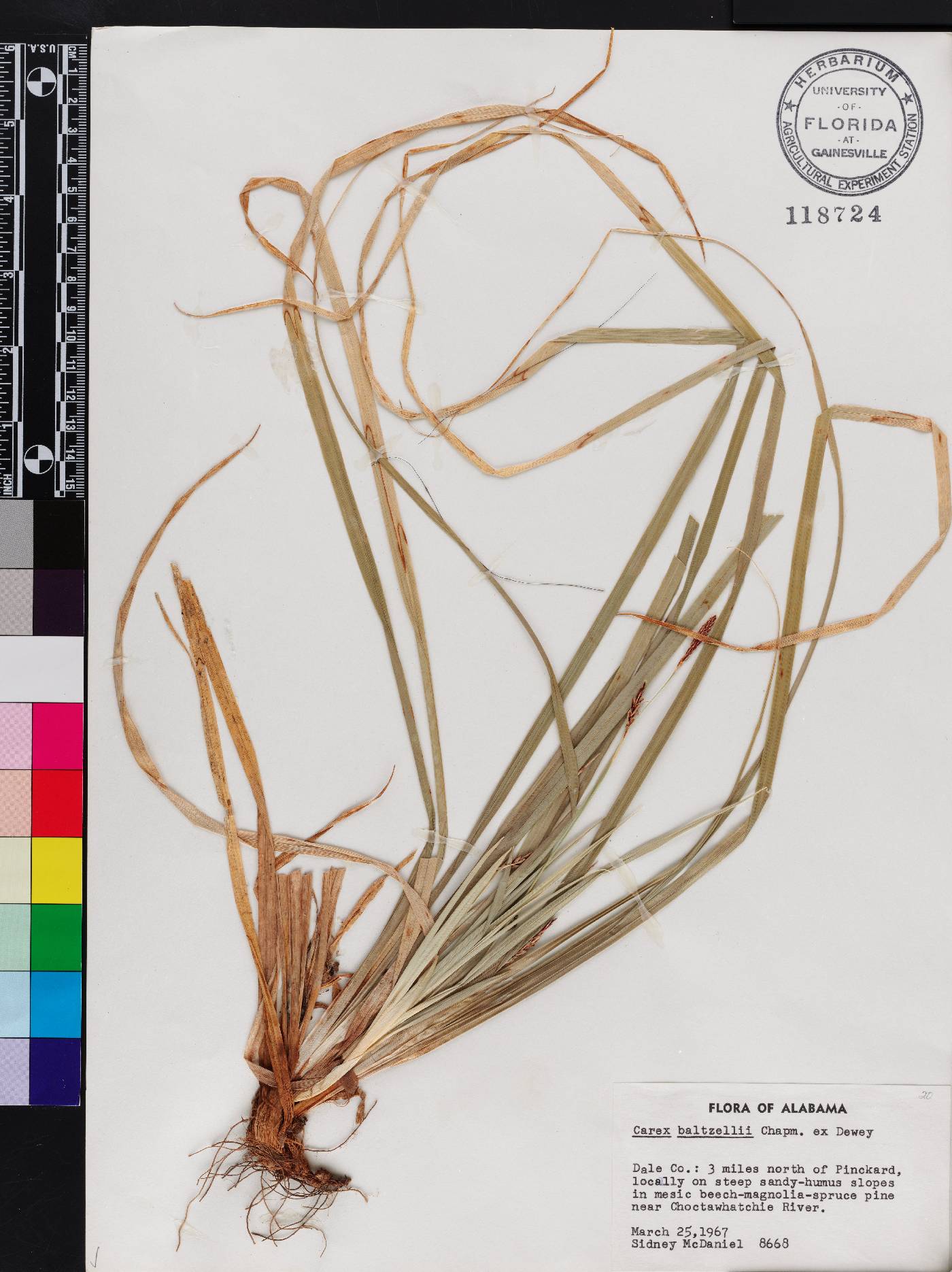 Carex baltzellii image