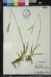 Paspalum notatum image