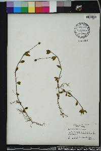 Phyla nodiflora image