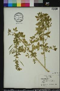 Cleome rutidosperma image