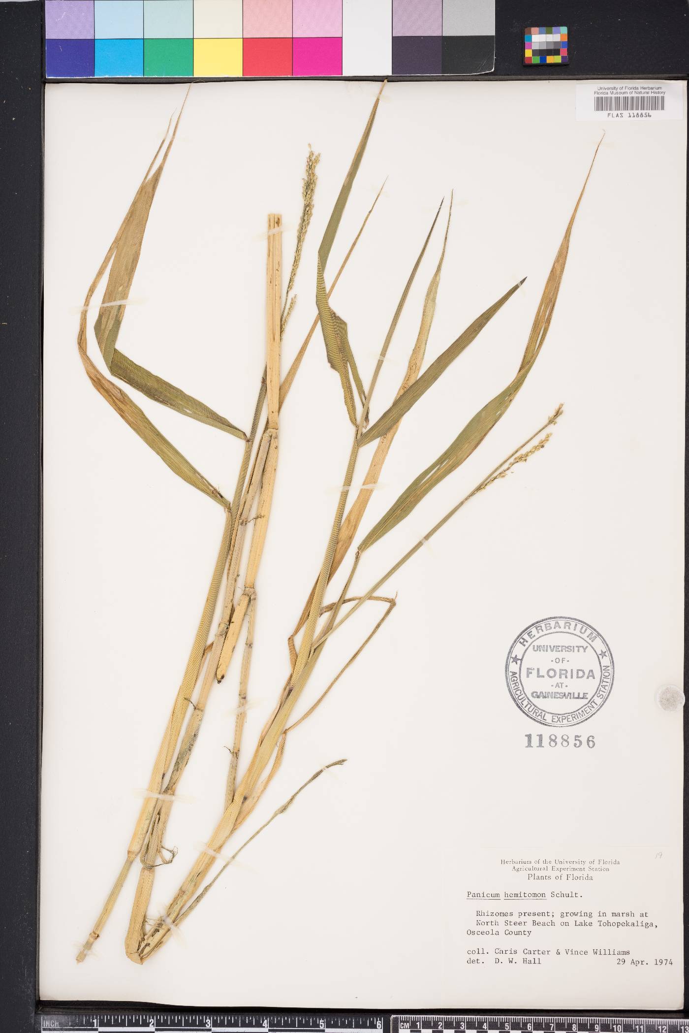 Panicum hemitomon image