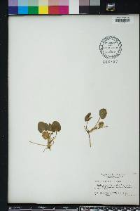 Centella asiatica image