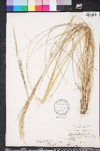 Eragrostis domingensis image