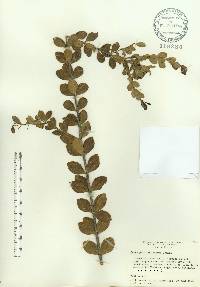 Crossopetalum rhacoma image