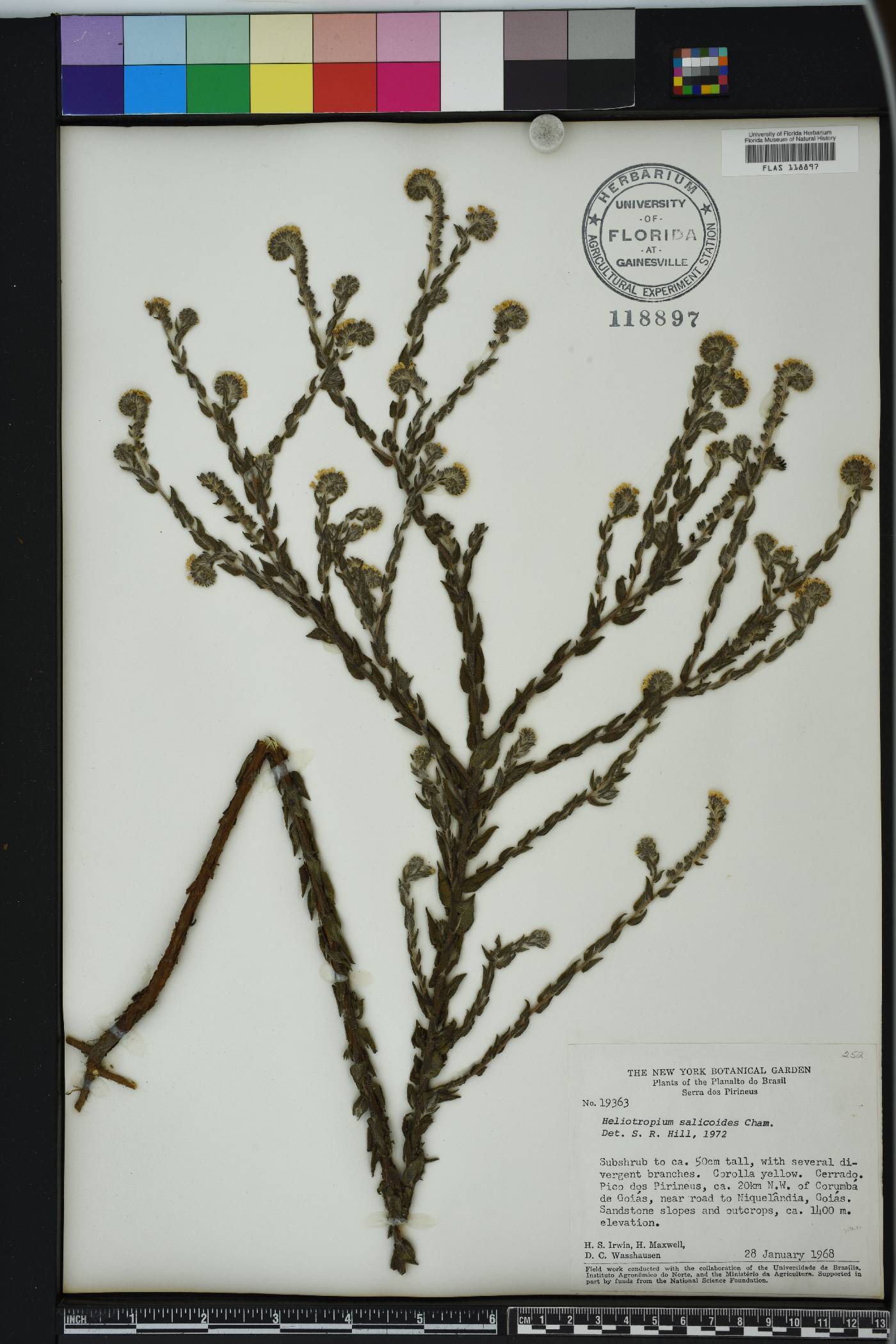 Euploca salicoides image