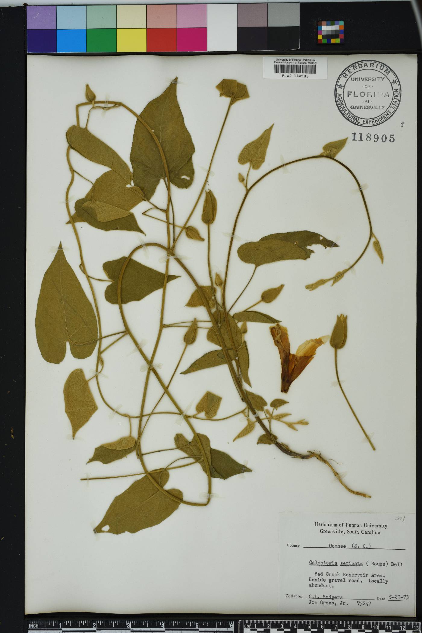 Calystegia sericata image