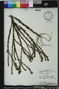 Euploca salicoides image