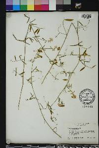 Vicia acutifolia image