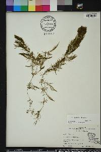 Ceratophyllum demersum image