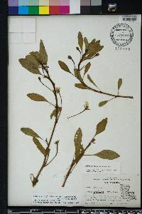 Ludwigia peploides image