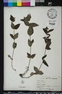 Hedyotis purpurea image