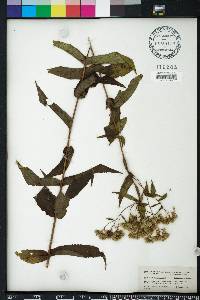 Eupatorium sessilifolium image