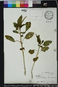 Heliotropium indicum image