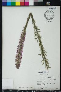 Liatris elegans image