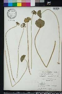 Hydrocotyle umbellata image