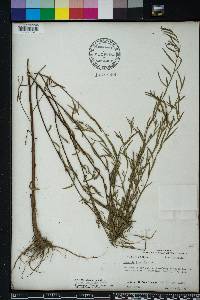 Ludwigia linearis image