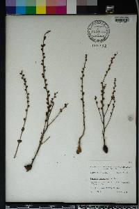 Epifagus virginiana image