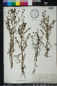 Stenaria nigricans image