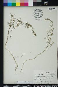 Cyclospermum leptophyllum image