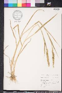 Echinochloa colona image