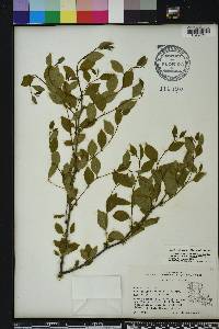 Ilex ambigua image