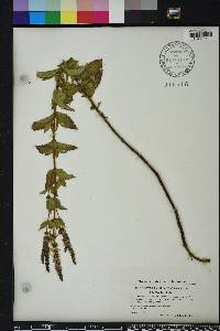 Mentha spicata image