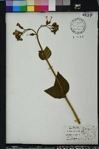 Image Associated With the Occurence
