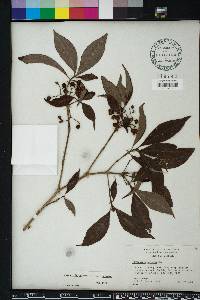 Psychotria nervosa image