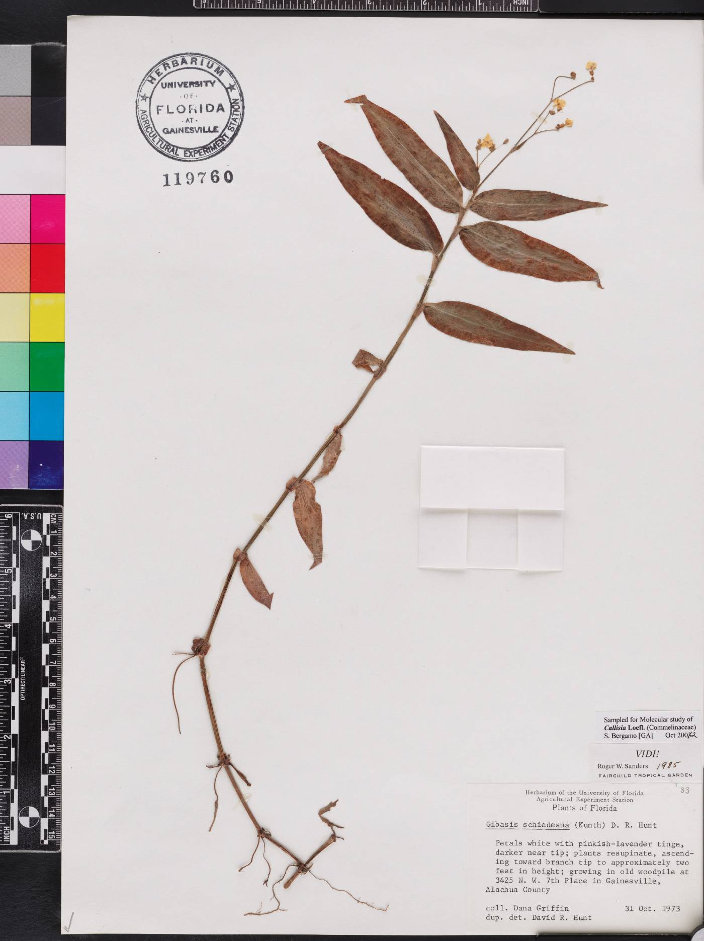 Gibasis pellucida image