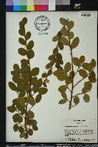 Loropetalum chinense image