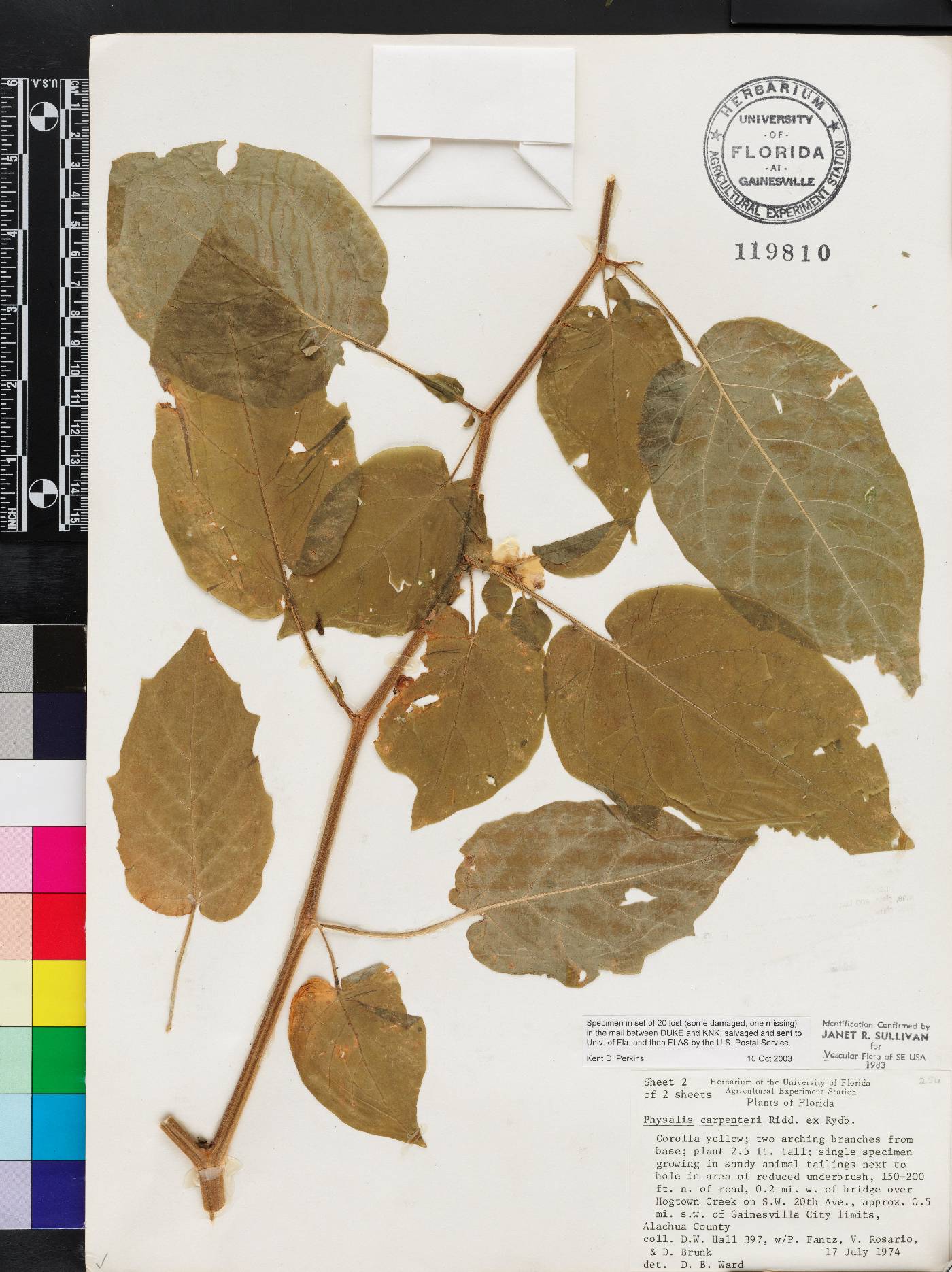 Calliphysalis carpenteri image