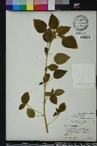 Acalypha ostryifolia image