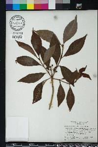 Psychotria nervosa image