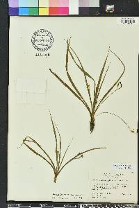 Hypoxis curtissii image