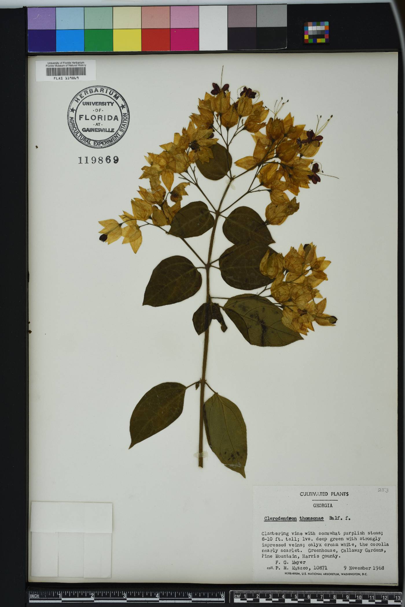Clerodendrum thomsoniae image