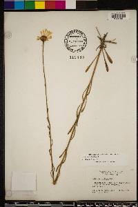 Balduina uniflora image