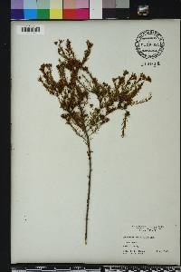 Hypericum fasciculatum image