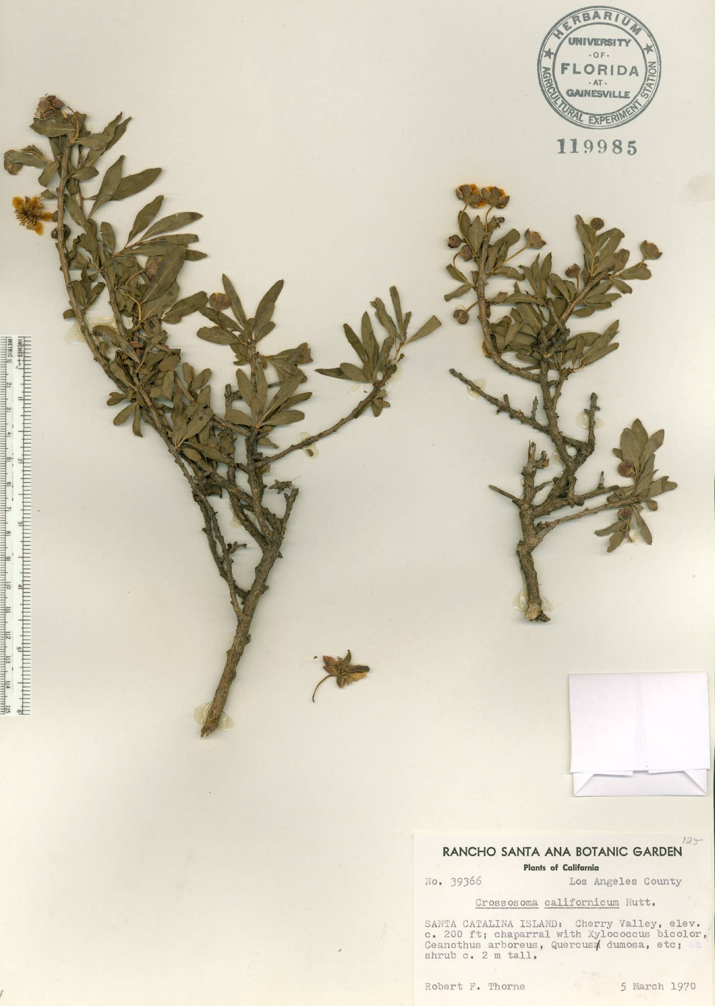 Crossosoma californicum image