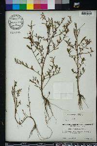 Ludwigia glandulosa image