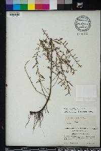 Ludwigia glandulosa image