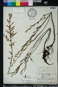 Ludwigia alata image