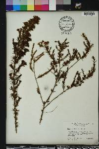 Hypericum fasciculatum image