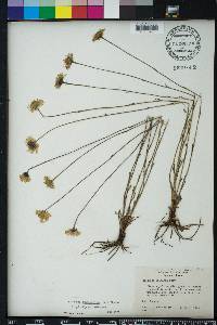 Helenium pinnatifidum image