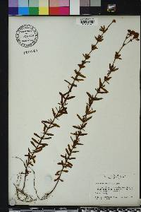 Hypericum cistifolium image